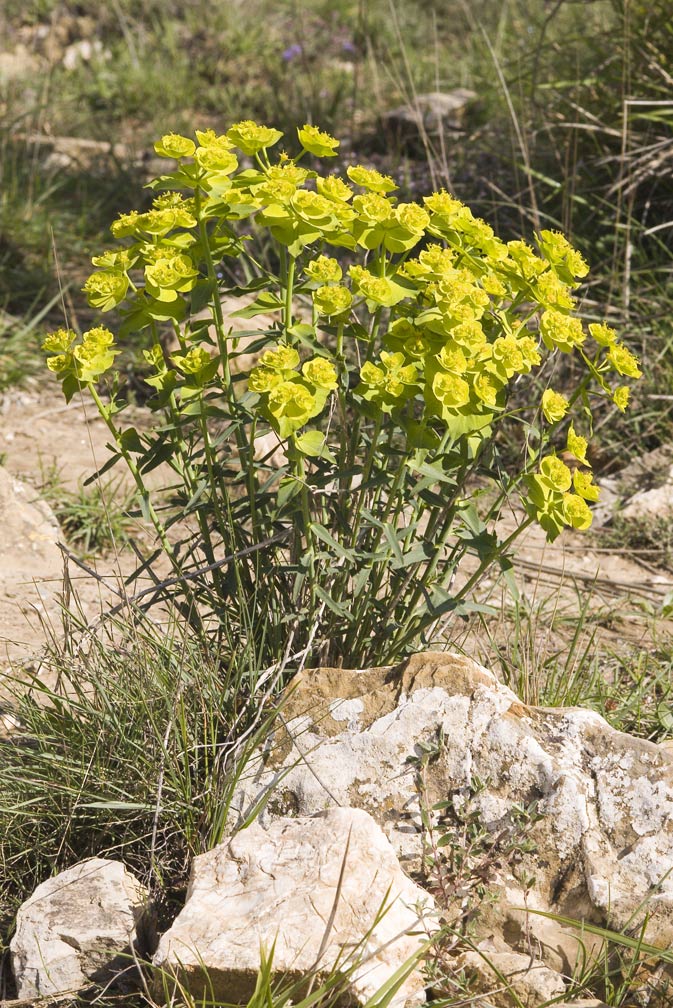 Euphorbia serrata / Euforbia dentata